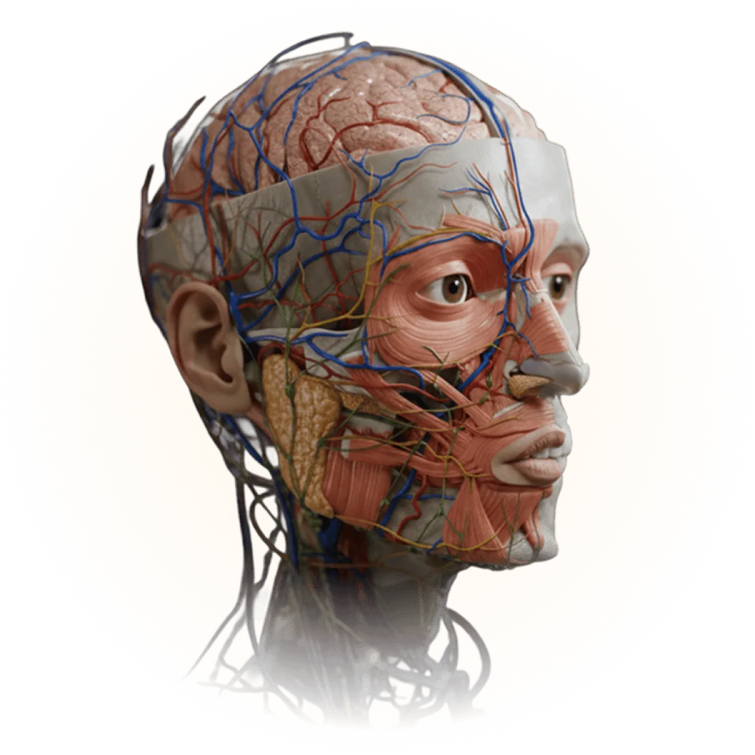 Detailed anatomical head showing facial muscles, cranial nerves, blood vessels and brain
