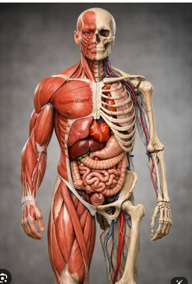 Front-view anatomical illustration showing muscles, bones and internal organs